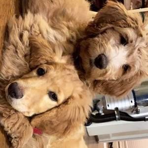 Meet your Posher, Ellen